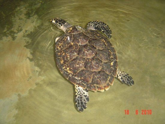 Sea Turtle Hatchery